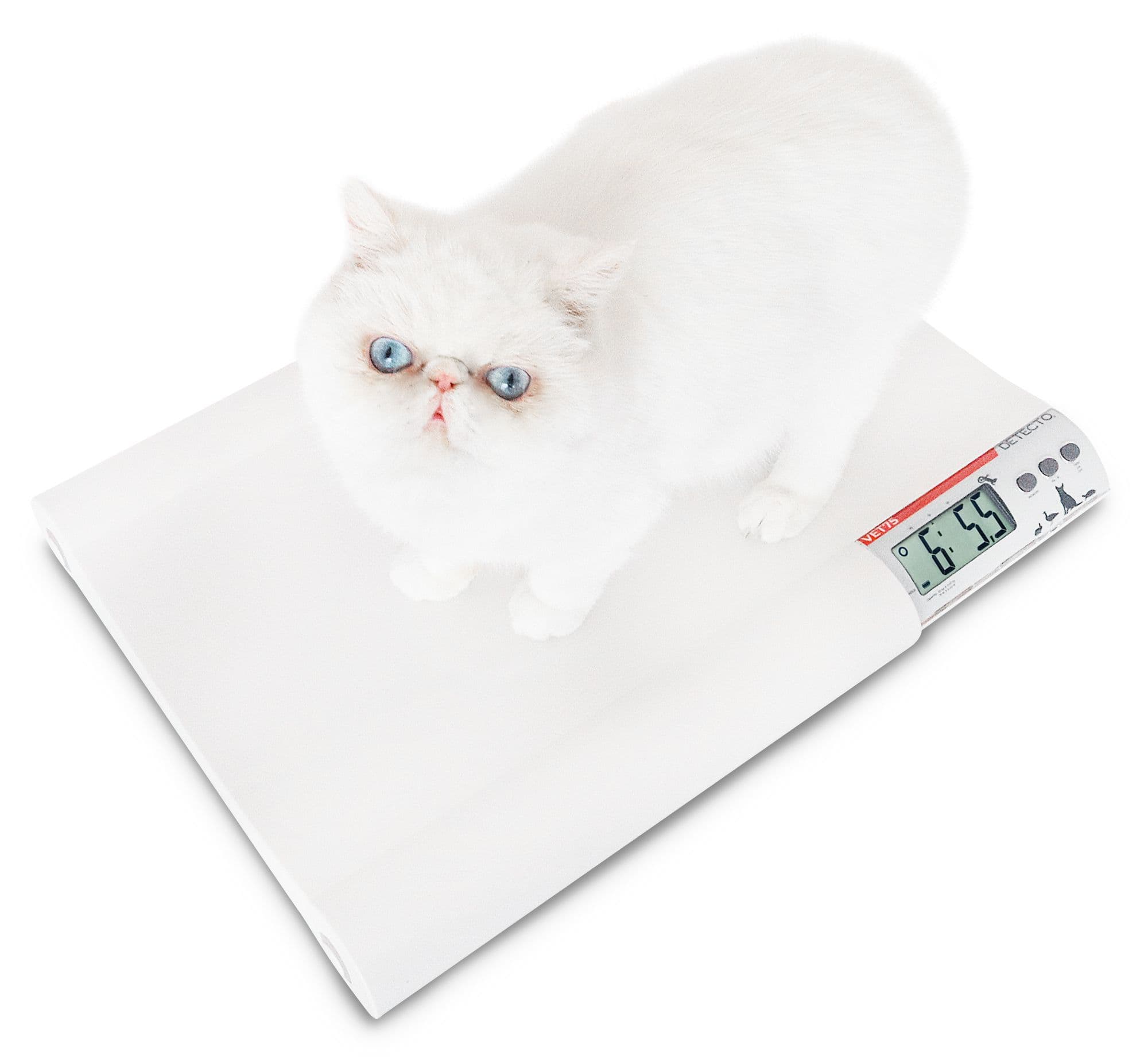 VET75_-_Cat_Overhead.jpg
