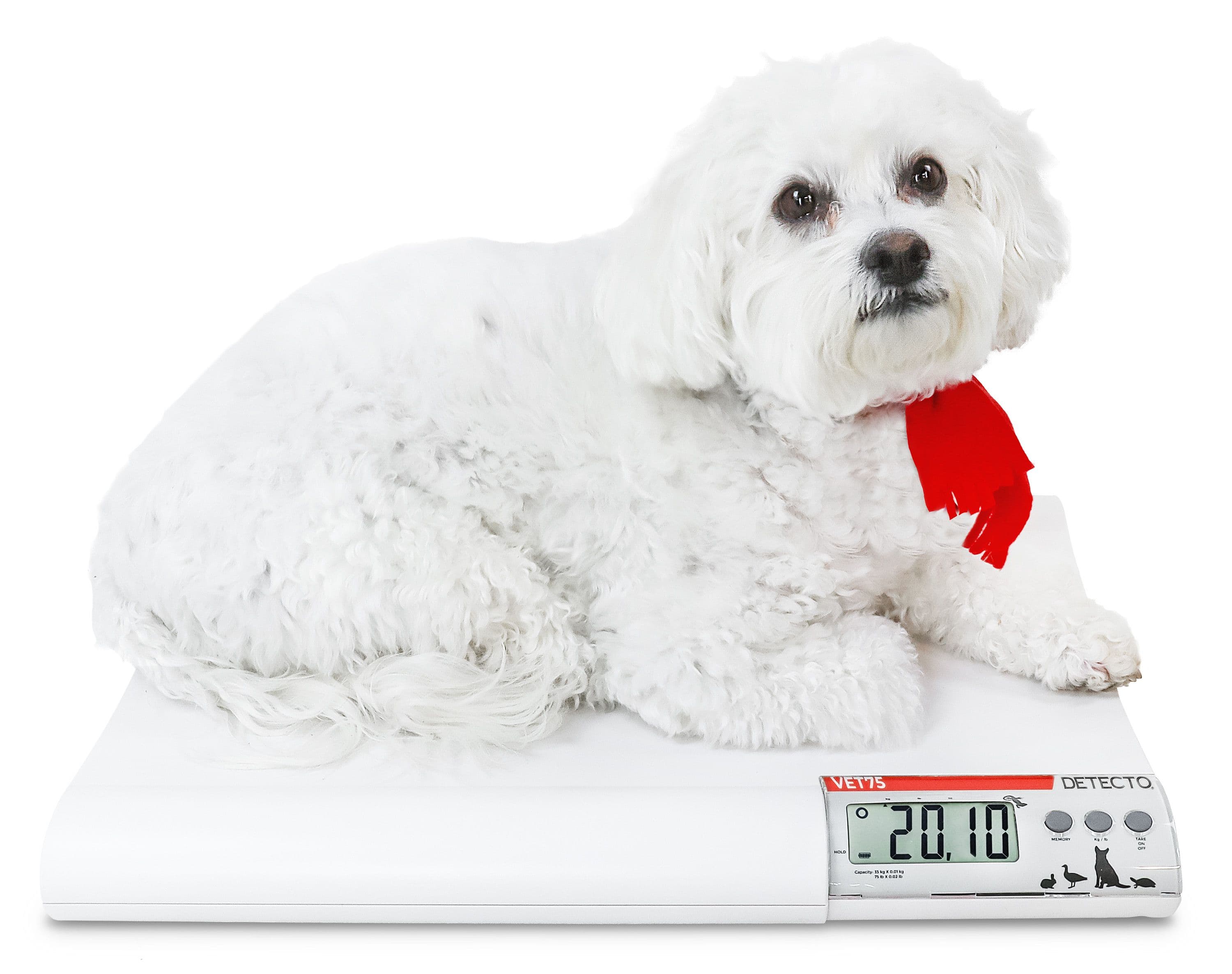 VET75_-_Dog_Laying_Straight-On.jpg